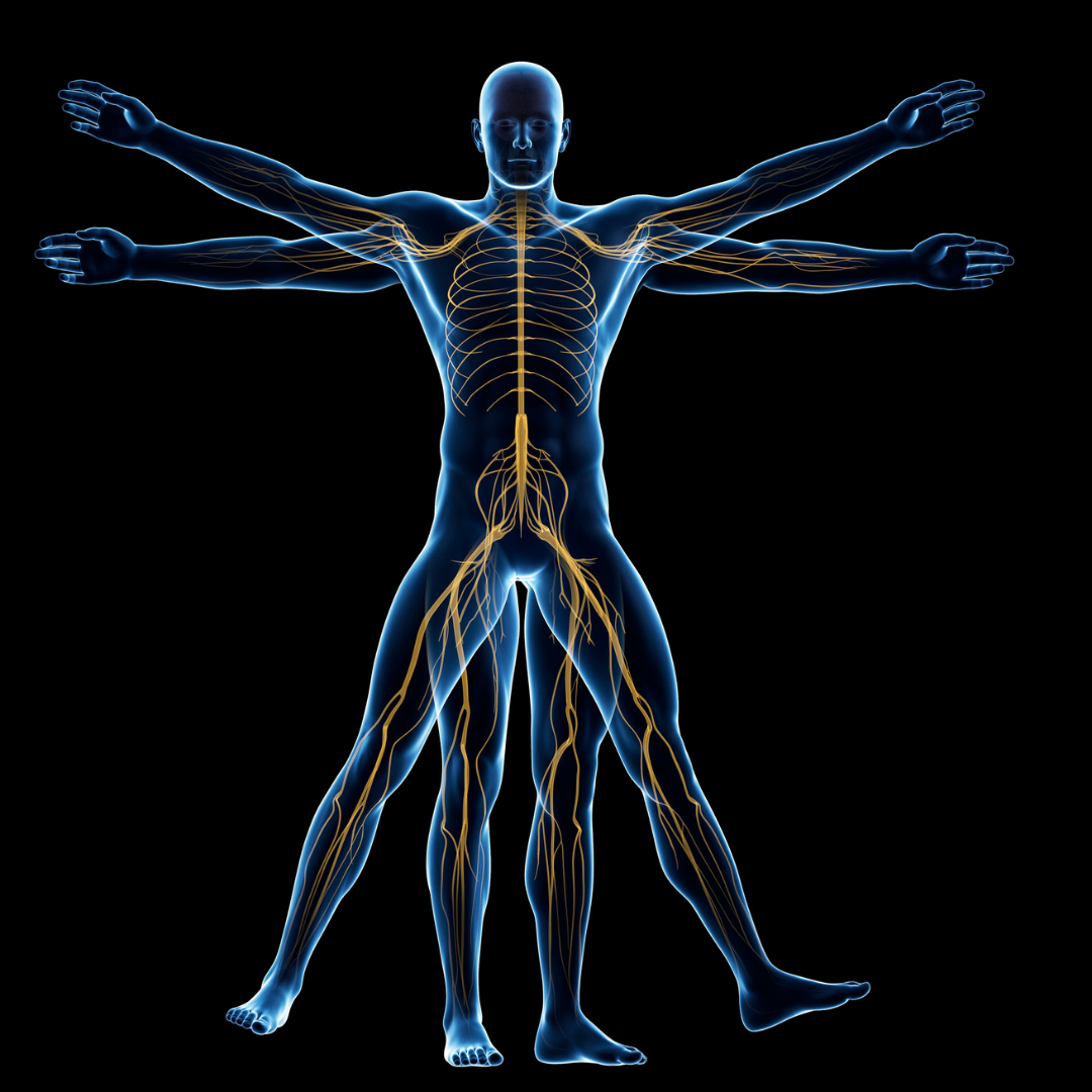 Reflexology, Massage and the Central Nervous System